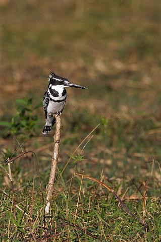 035 Chobe NP, bonte ijsvogel.jpg